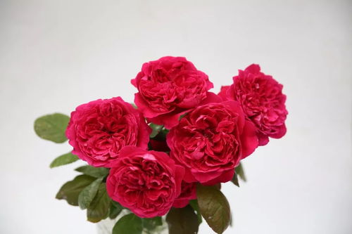 缺点：有点挑地方