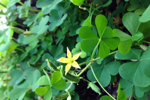 花盆里的草稗子，怎么搞啊？