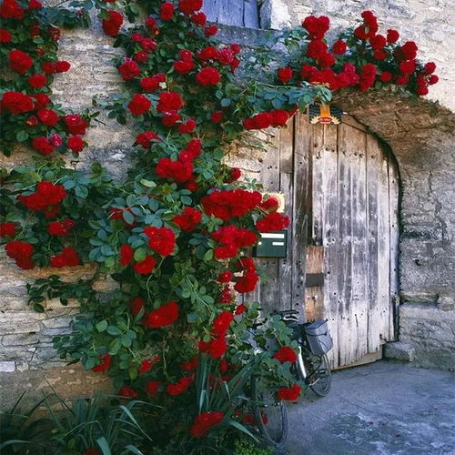 藤本月季， 花墙的打造艺术