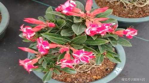 自问：室内暖气房怎么养护？