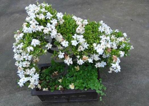 小叶栀子花养殖与修剪，打造清新花园的基础知识