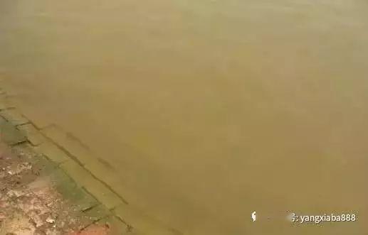 适合在小鱼塘里养的花花们：