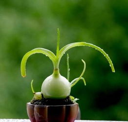 方法六：观察花瓣形状和颜色