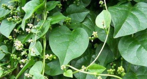 茉莉花：阳光下的香氛使者