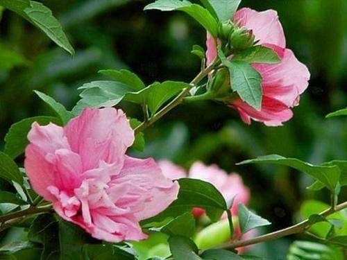 木槿冬季黄叶之谜