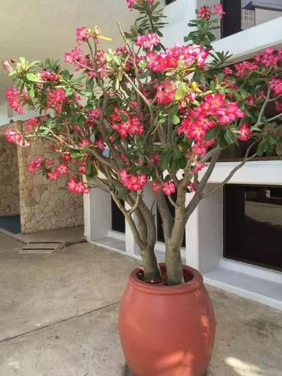 玫瑰花需要根据土壤干燥程度适量浇水吗