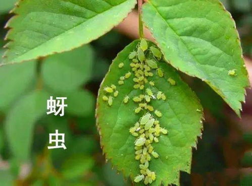 防治对象广泛