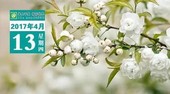 “春季播种，人参花季提前来！”