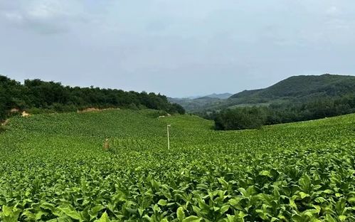 西邑乡两千亩烟后早豌豆迎来丰收，为当地农业发展注入新活力