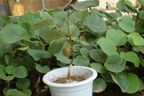 盆栽灯心草种植小攻略