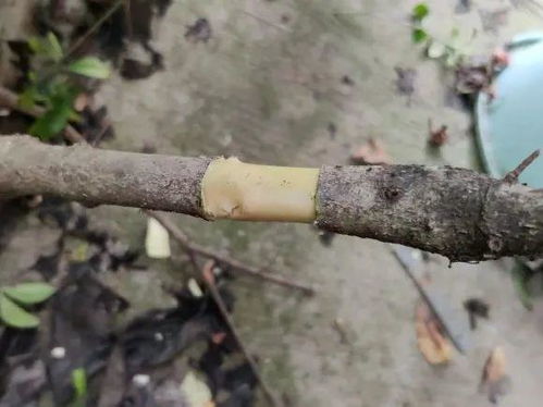 三步复活术，让你的老桩逆袭成功