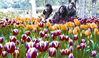 郁金香开花时间揭秘