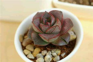 多肉植物小和锦与大和锦的养护攻略