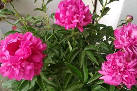 圆形盆适宜配球形品种