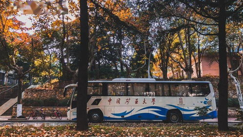 校园树木的作用