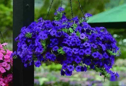 杏树：星星点灯