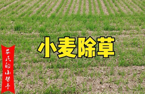 除草剂种类多， 使用有讲究