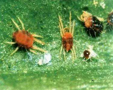 红蜘蛛是一种喜欢在高温下活动的害虫， bing且它的发育周期、繁殖速度也和气温有较大的关系，通常大量爆发红蜘蛛，suo以呢一定要在高温、干旱的季节加强对田间的管理力度。