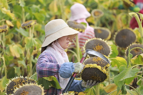 葵花籽种植：从选种到收获的详细过程