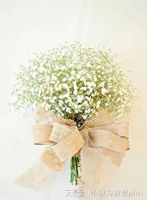 如何高效保存满天星鲜花：水养法与风干法大比拼