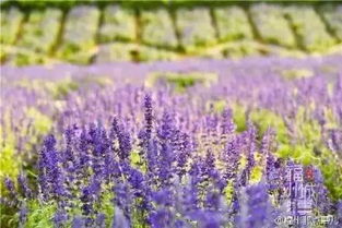 暗桃红色紫蝉花， 美得不像话