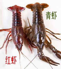 青虾和小龙虾都是吃什么食物在水中长大的呢？