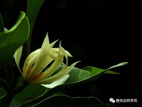 白玉兰的美， 犹如清晨的露珠，那么它需要怎样的呵护呢？