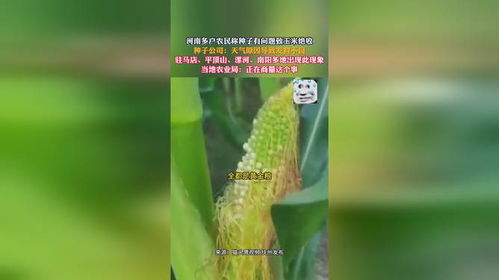 银杏种子剥壳后一半埋入土中