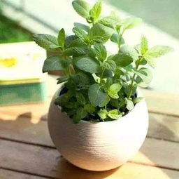 北方干燥， 绿萝来帮忙