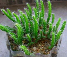 草甘膦对果树的影响大揭秘