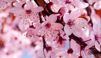 樱花种类大揭秘