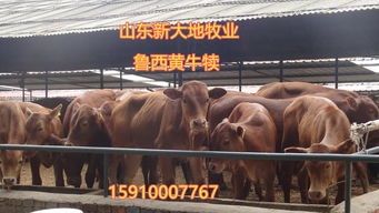 我国大力推行肉牛养殖补贴政策，助力农民增收