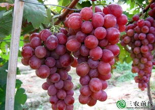 四、 葡萄树下Ke以种植的蔬菜