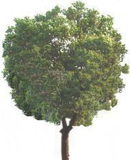 寻找日本树木的代表性图片