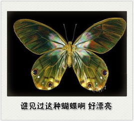 杨树叶像蝴蝶翅膀？看完这篇文章就知道了