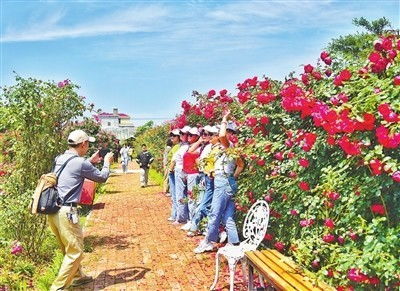 小玫瑰养成记：室内养护小技巧大揭秘