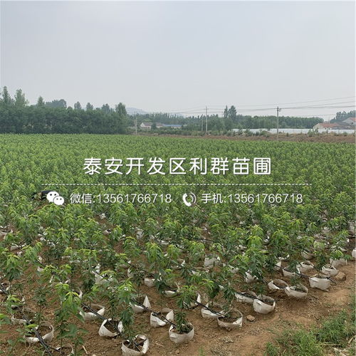 大樱桃树苗的杀菌剂选择小贴士