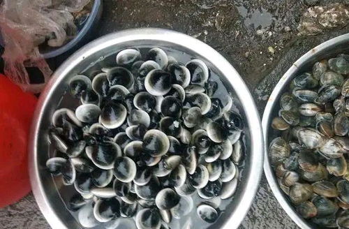 海参预混料一共有多少种不同的配方呢？