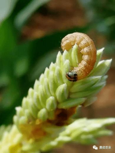 生物农药：平安环保， 值得信赖