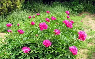 芍药种植前的准备工作