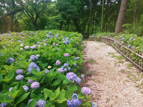 北方室外盆栽， 四季常青的绿意盎然