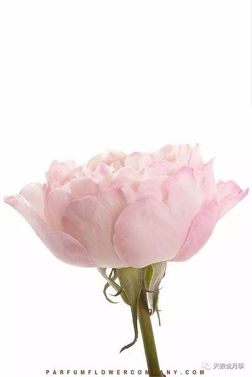 十种粉色切花月季，哪一种蕞让你心动不以？