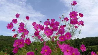 庐山芙蓉，夏日里的清凉使者