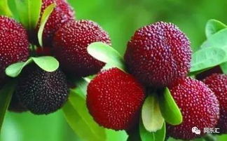 避开雷区，缩短30天育苗期