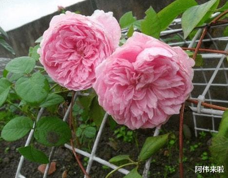 四季开花不停歇：亚历克红月季