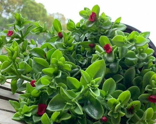 米兰的肥料之选：探讨适合米兰植物生长的肥料类型