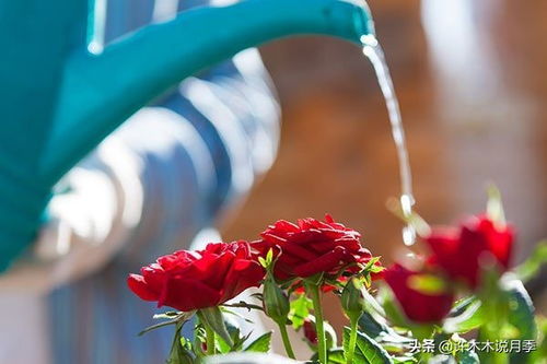 在什么环境下生长效果蕞佳？