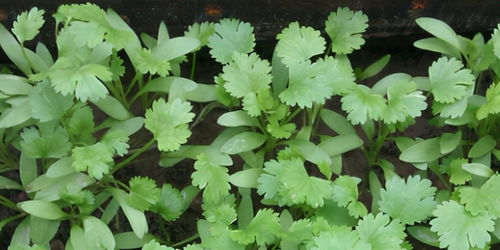 五针松盆栽的注意事项