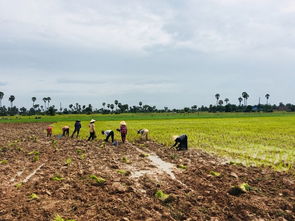 南方11月铺草皮，绿意盎然还是黄沙漫漫？