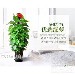 打造美丽绿色家园， 享受绿色生活